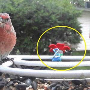 Hat Clip Hummingbird Feeder